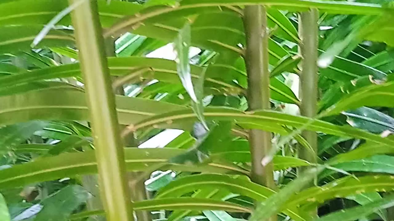 Nature