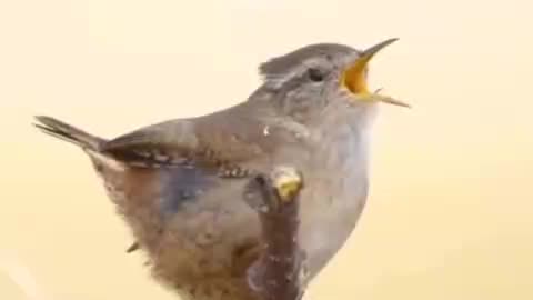 جانوران Animal