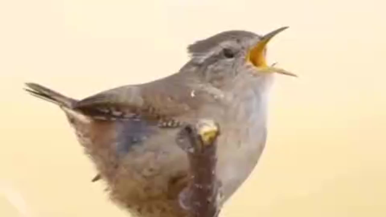 جانوران Animal