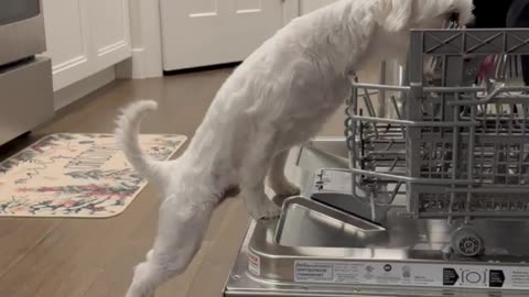 The Floating Stewart