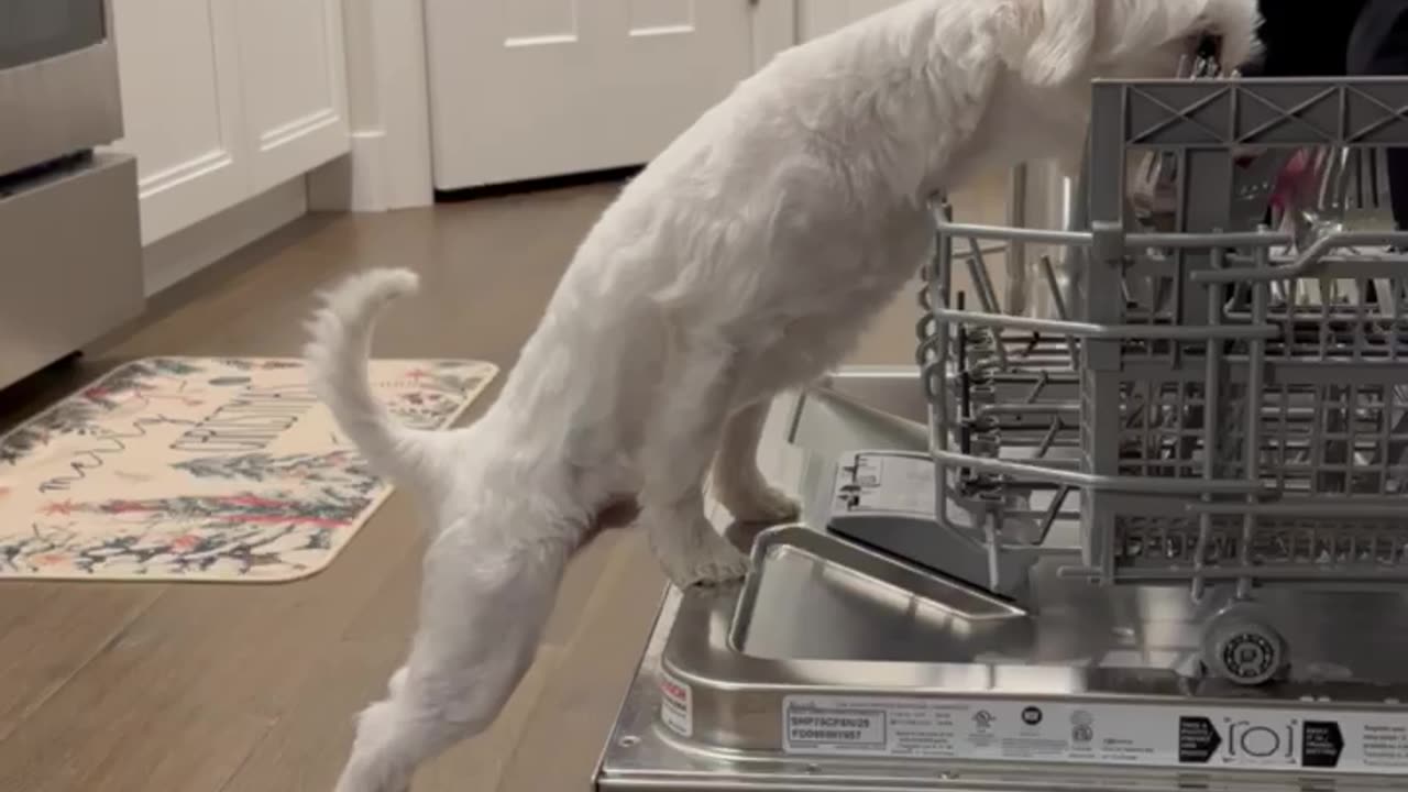 The Floating Stewart