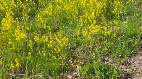 Yellow sea of flowers