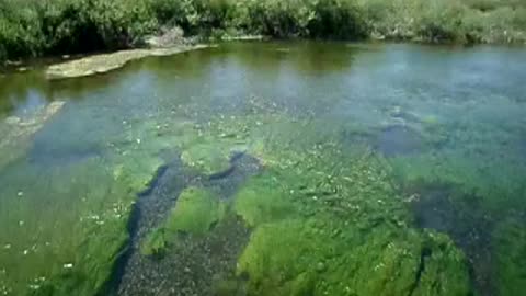Look at the moss swaying under the water waves!!!