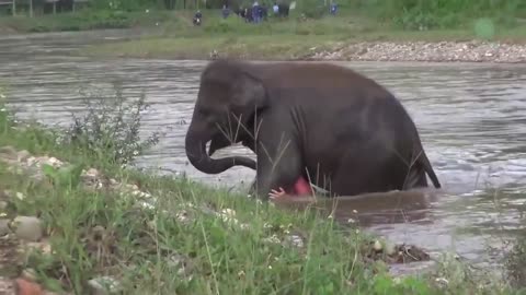 My heart 😭 This baby elephant thought he was drowning and rushed to save him ❤️