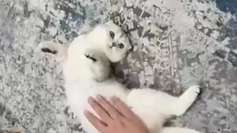 CAT MOM