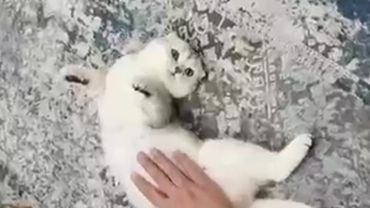 CAT MOM