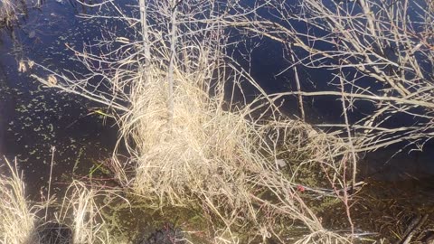 May 4, 2025 - Stolen Traps and Shooting beavers