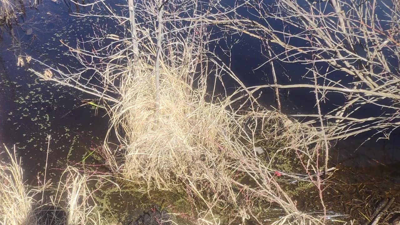 May 4, 2025 - Stolen Traps and Shooting beavers