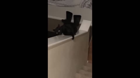 Funniest Animals 🐧13