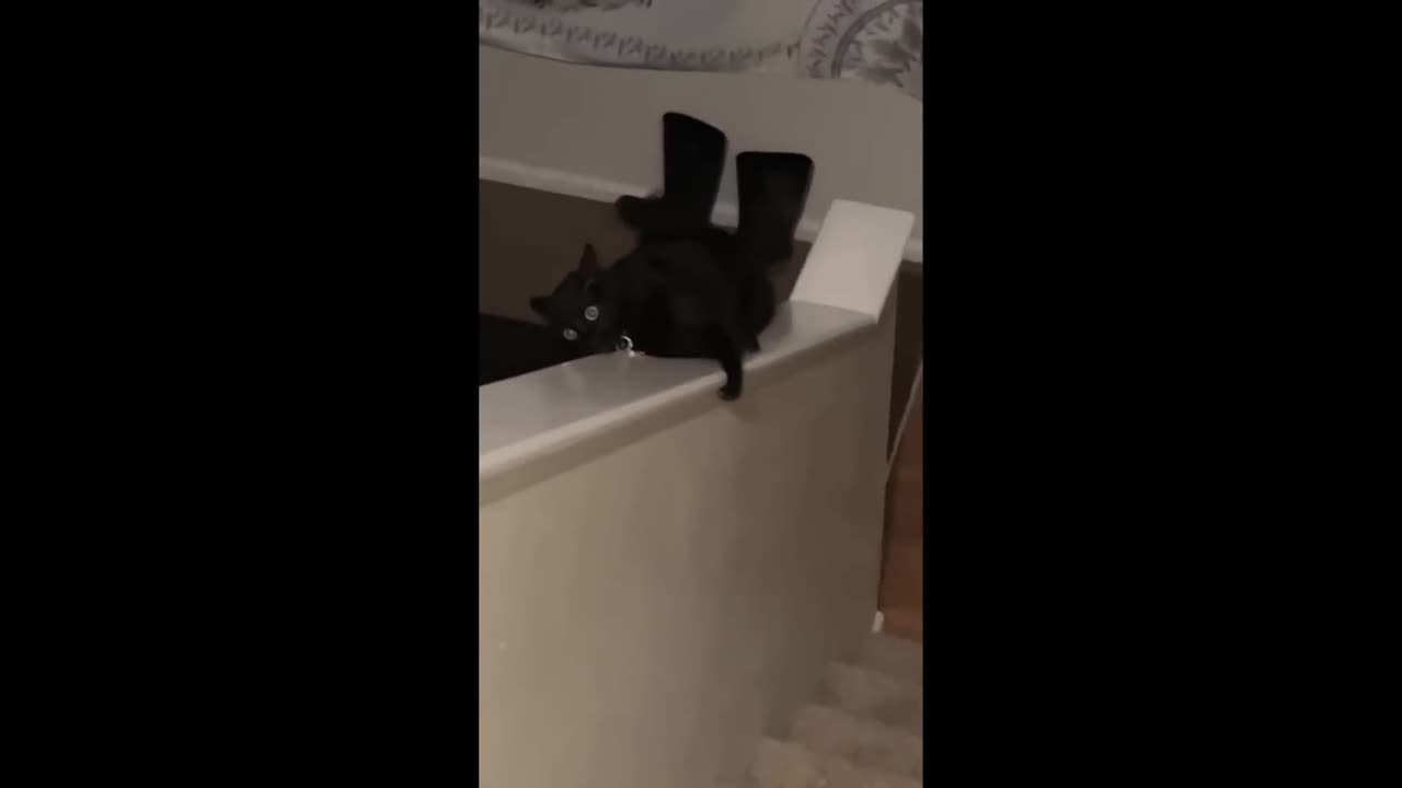 Funniest Animals 🐧13
