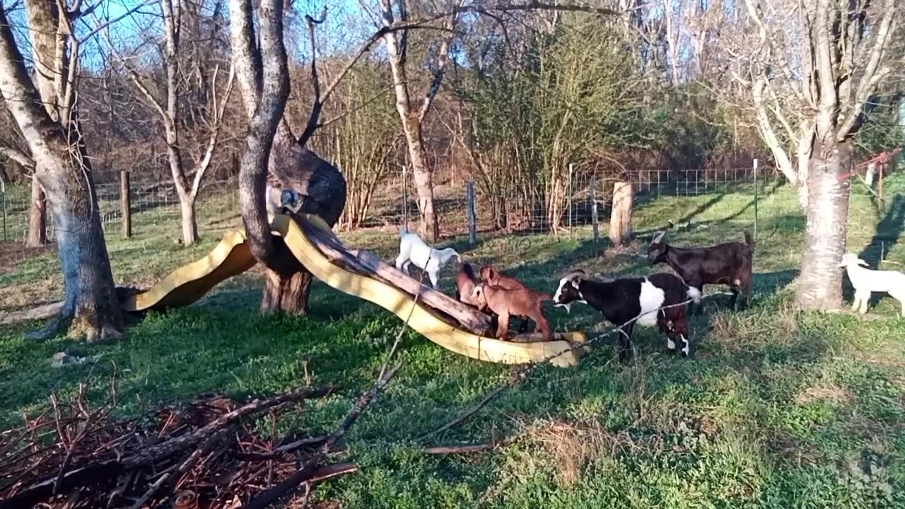 Baby goats playing