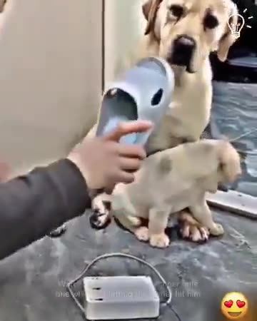 The mother dog rose with all her courage to protect her little one!