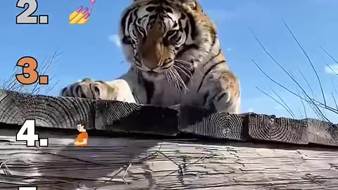 funny animal based video