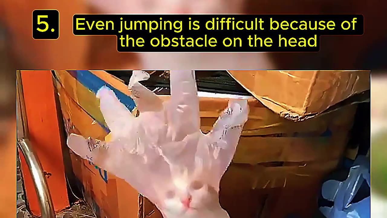 Top Funny Cat Videos