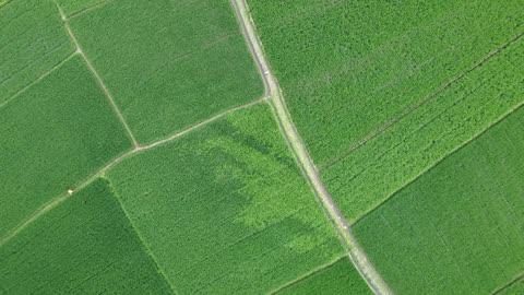 We liepen door een uitgestrekt veld met bloemen