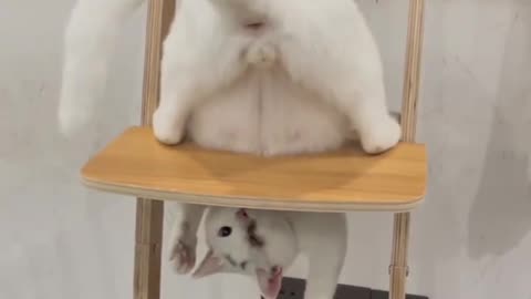 Funny cat Shorts