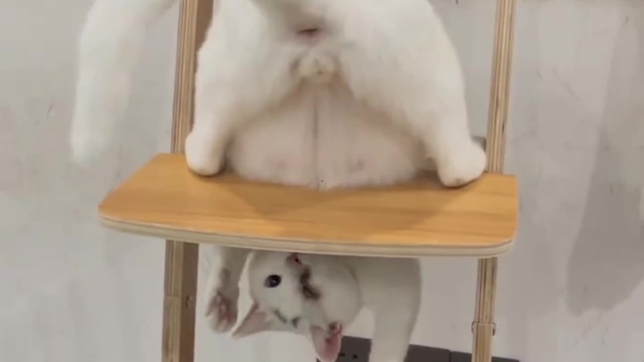 Funny cat Shorts