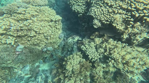 Zippy fish, turtle and SHARK