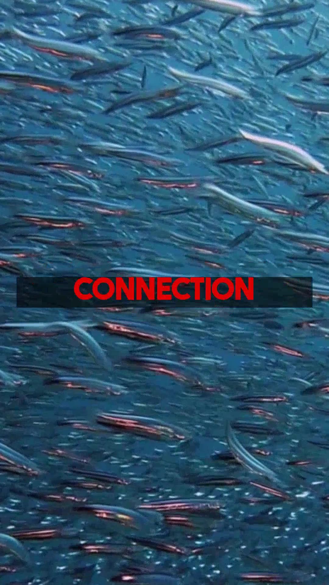 Healthy Team Cohesion Psychological Paths Beyond Hazing