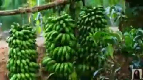 Banana harvest for creamy desserts, sweets, chips & black curry for rice packets!