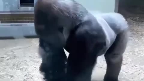 😂🦍 Gorilla Ballerina Will Make Your Day! | FunFM