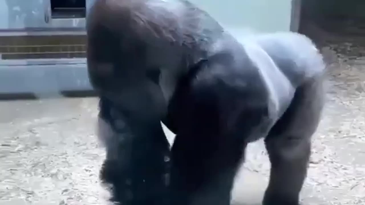 😂🦍 Gorilla Ballerina Will Make Your Day! | FunFM