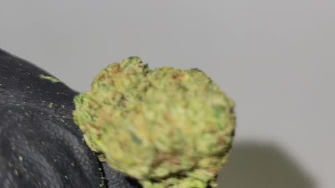 Ice Cream Pie THCA Ounces