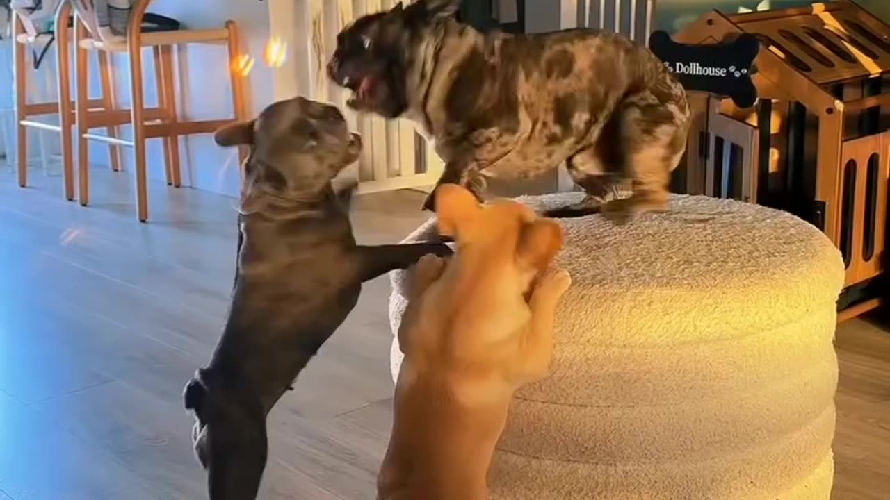 Frenchie doggys arguing