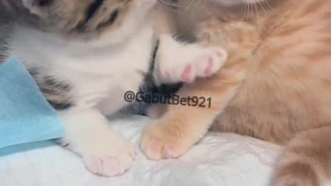 funny cat