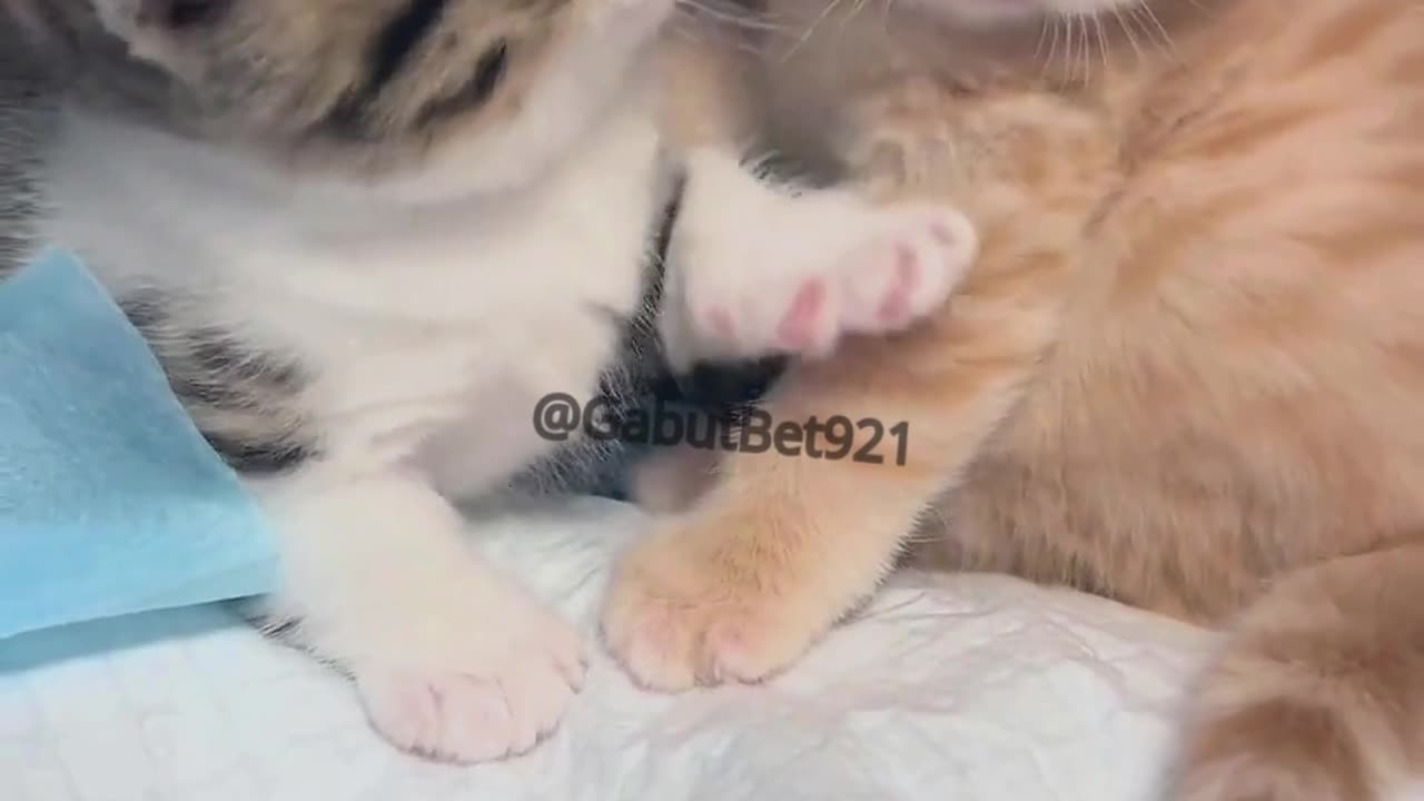 funny cat