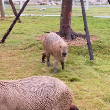 Capibara love fight 😂