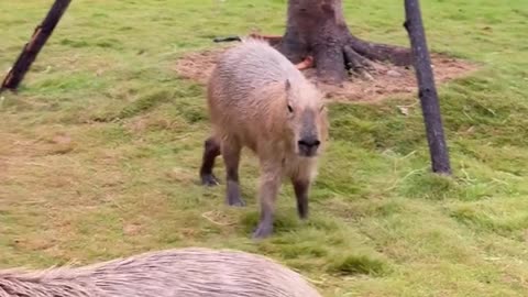 Capibara love fight 😂