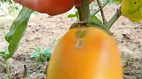 1-Harvesting Yellow Eggplant - Porter Farm #1 #Harvesting #DurianFruit #SurvivalSkills