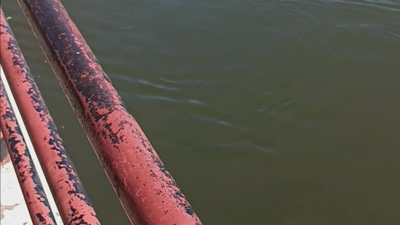 Swan kissena park