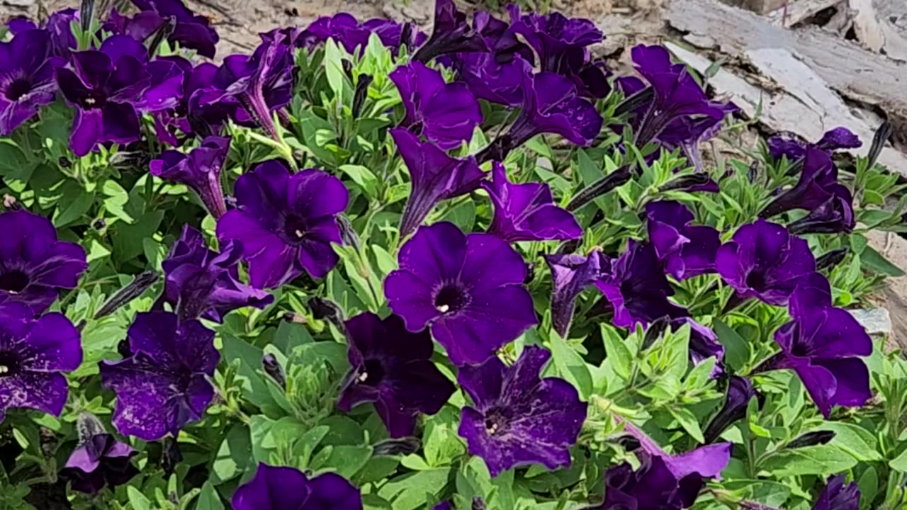 A Variety of Petunias makes for an Impressive Venue.