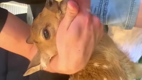 This family rescued a lost deer that was wandering on the road and then