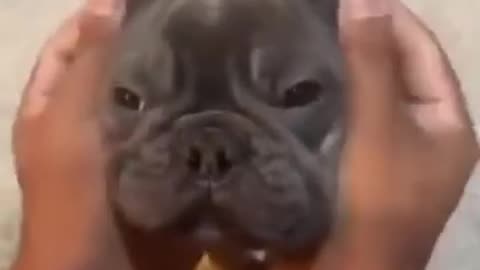 Funny Dog Videos
