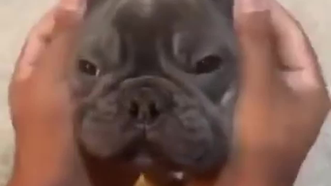 Funny Dog Videos
