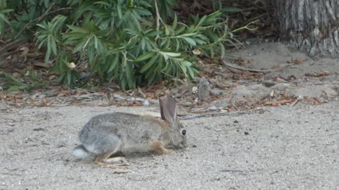 Rabbit eating seed and rather oblivious to us and the heat! Good grief it's hot out here!