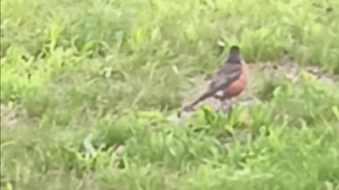 Robin eating.