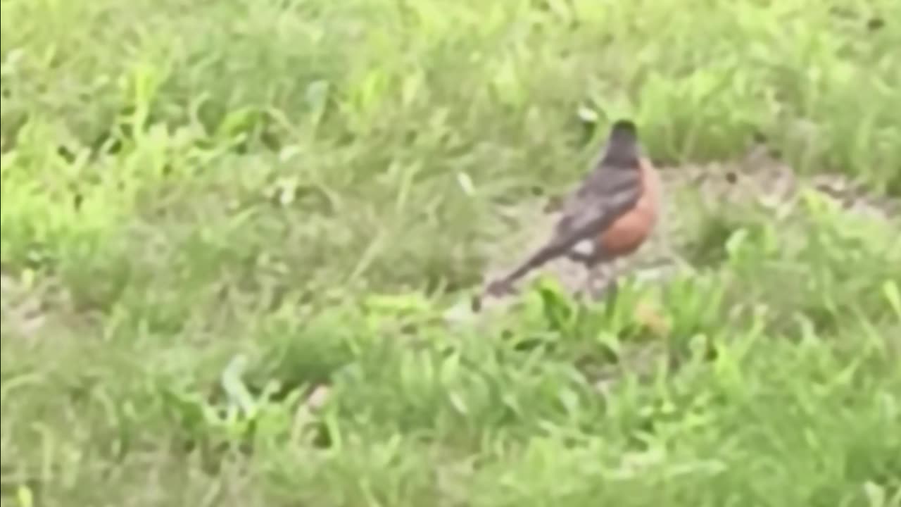Robin eating.