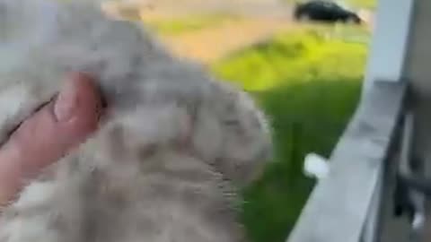 Mama Cat Comes Running Home to Kitten's Cr