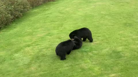 Black Bear Triplets Bumming Around