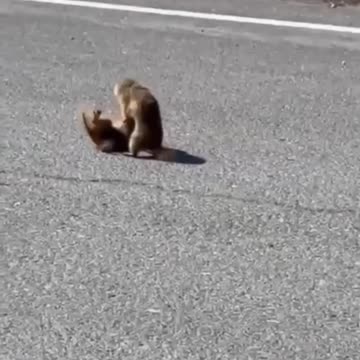 The fighting must go on 😂