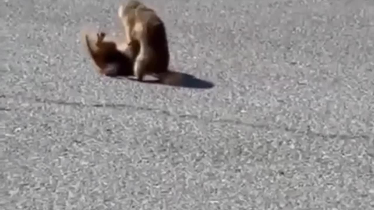 The fighting must go on 😂