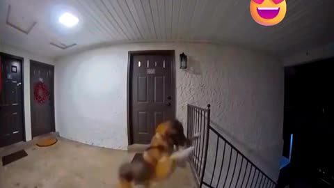 Dog's happiness after seeing hear best friend 🐕🐶
