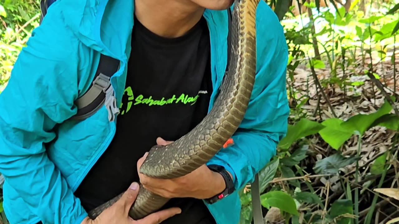 Man Kissing His Pet King Cobra