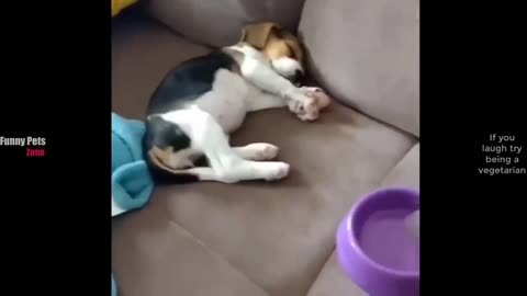 Funny animals video