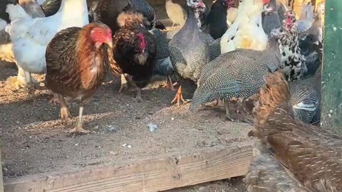 Who wants to come out and play?