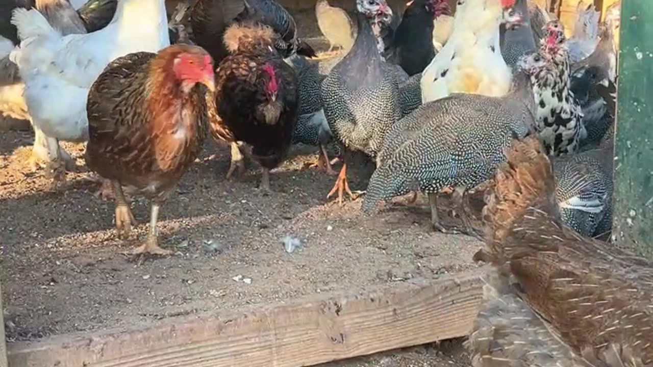 Who wants to come out and play?